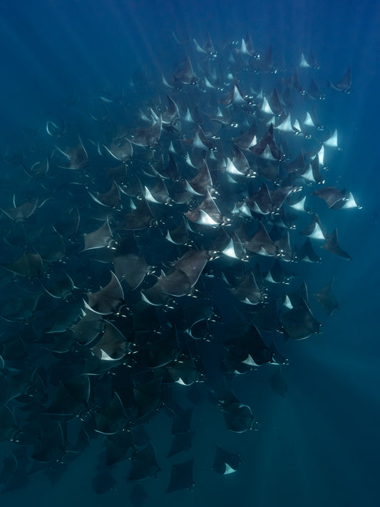 Baja Mobulas and Cetaceans Workshop 2026