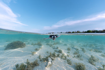 Lady Elliot Island Turtle Hatchling Expedition - February 2026