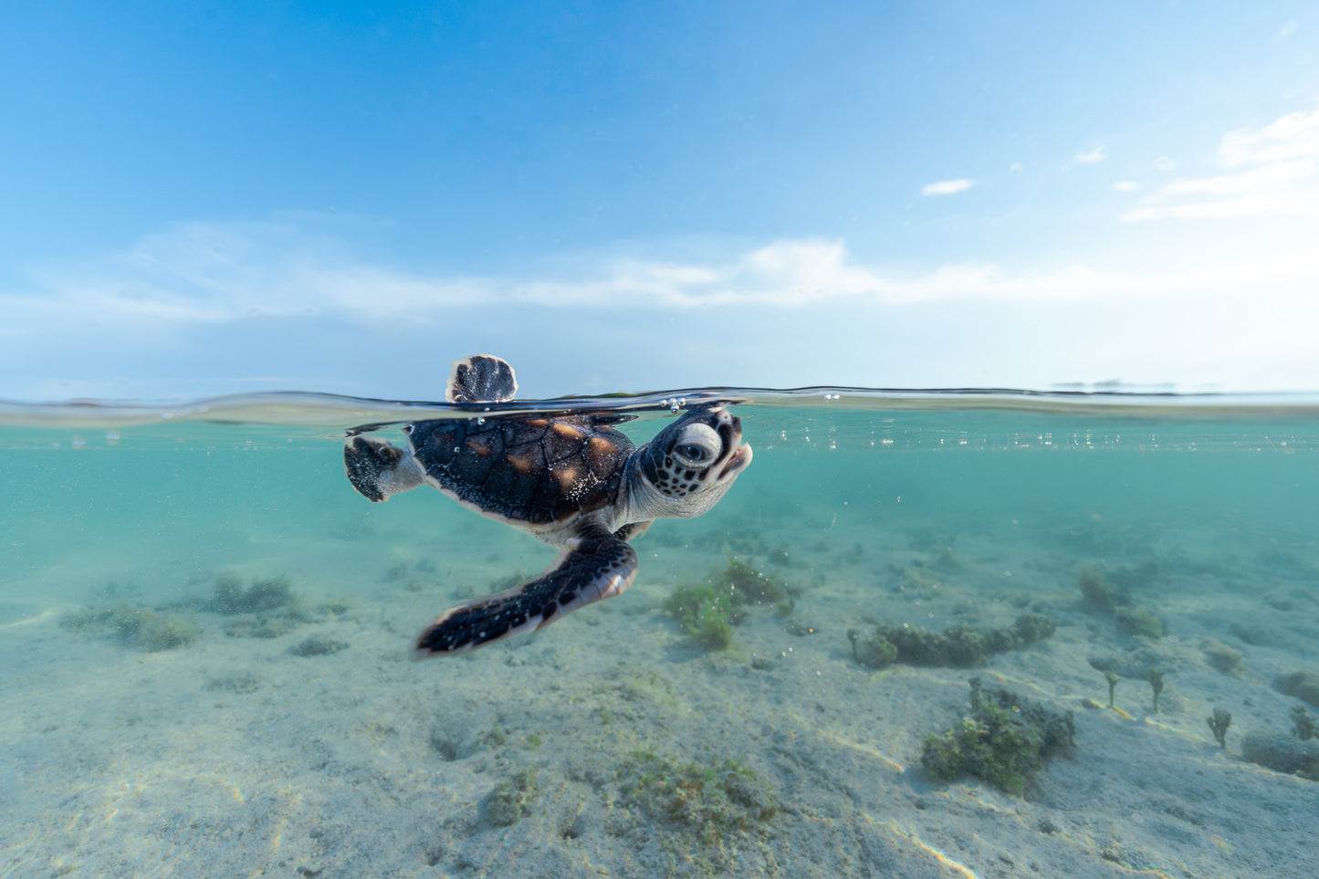 Lady Elliot Island Turtle Hatchling Expedition - February 2026