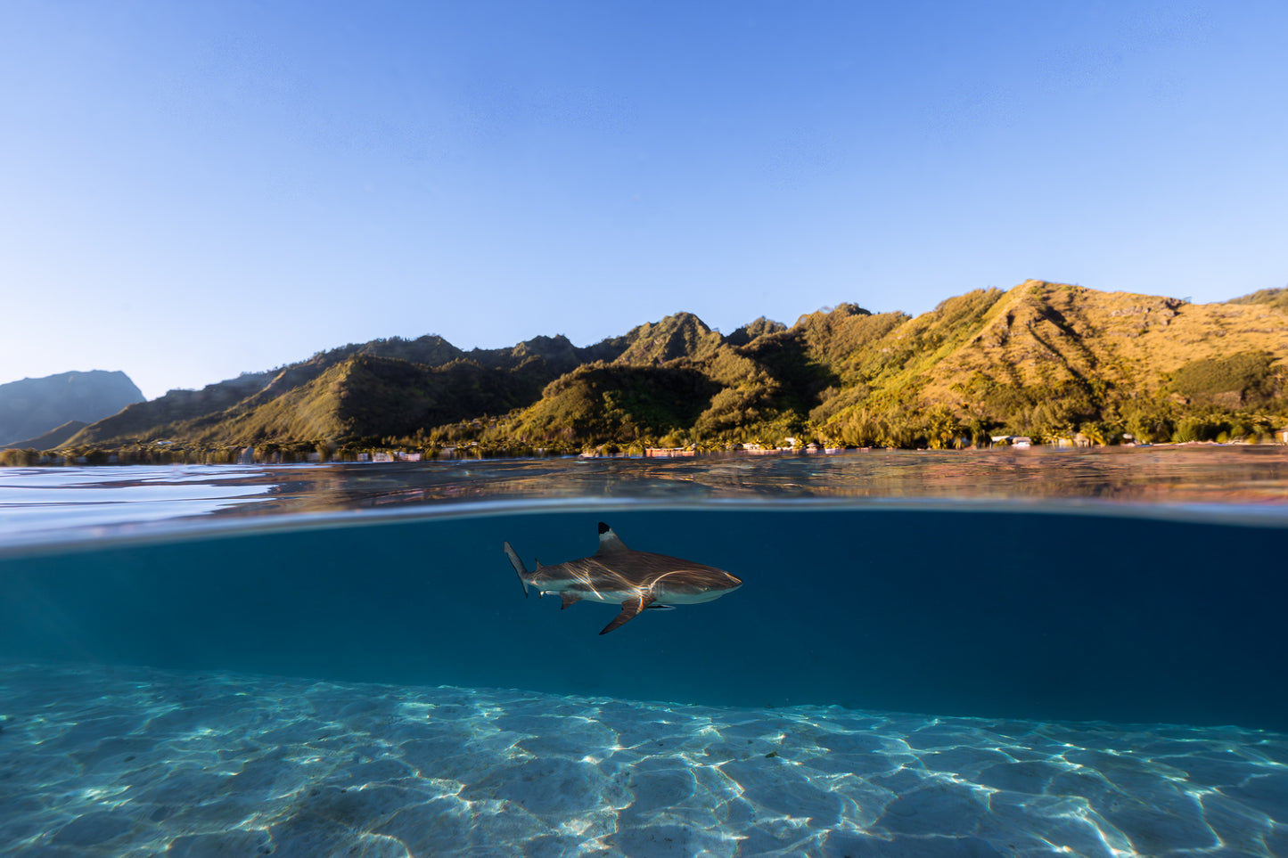 Mo'orea Whale Retreat 2026
