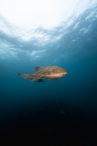 Julian Rocks Leopard Shark and Manta Ray Workshop