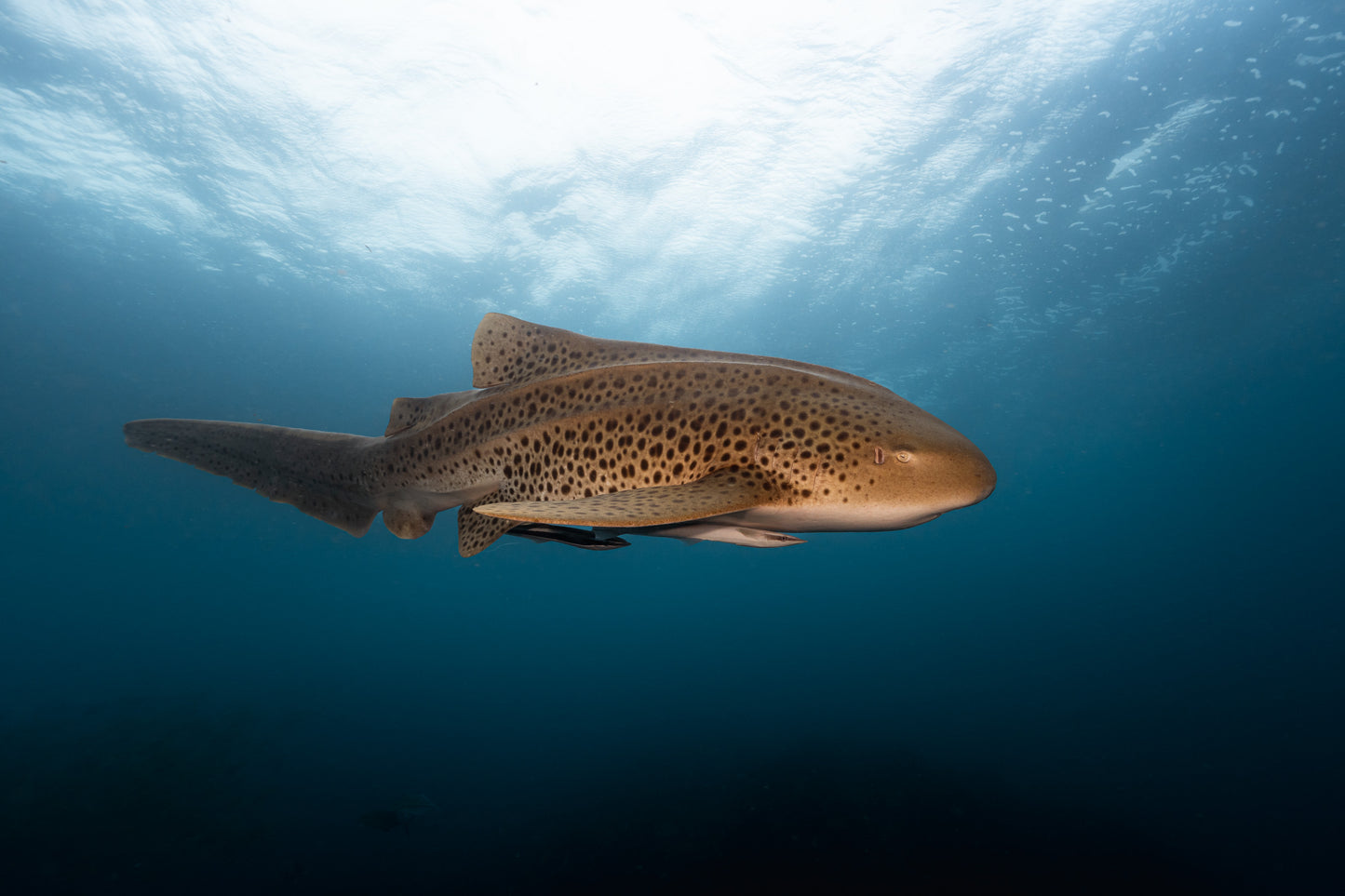 Julian Rocks Leopard Shark and Manta Ray Workshop