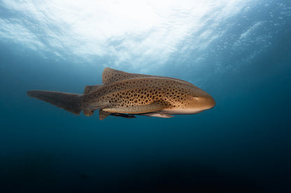 Julian Rocks Leopard Shark and Manta Ray Workshop