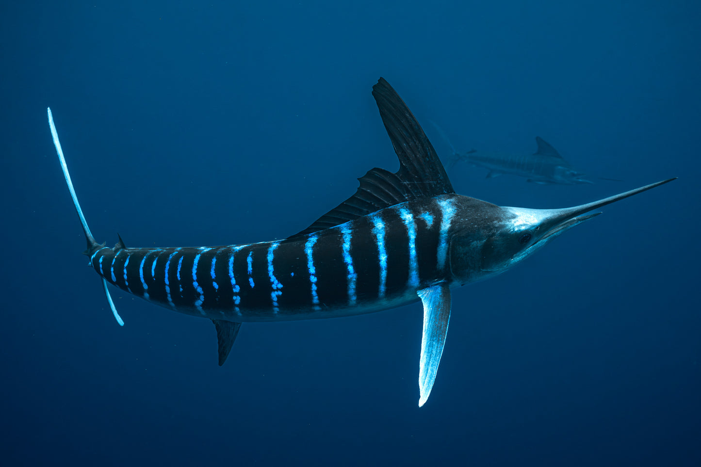 Baja Mobulas and Cetaceans Workshop 2026