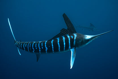 Baja Mobulas and Cetaceans Workshop 2026