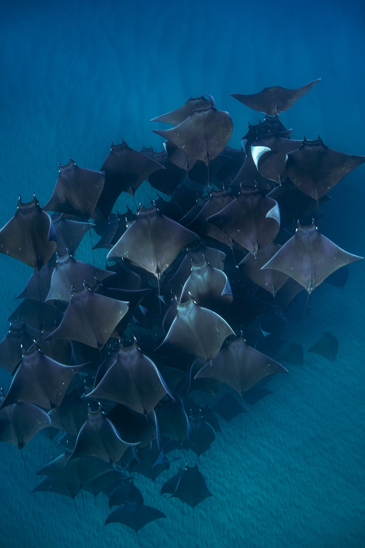 Baja Mobulas and Cetaceans Workshop 2026