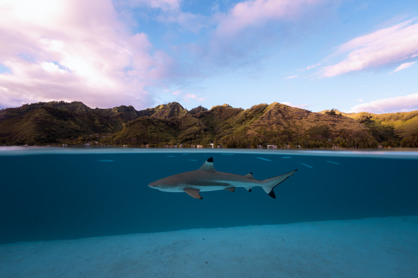 Mo'orea Whale Retreat 2026
