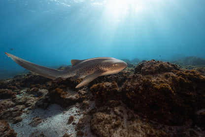 Julian Rocks Leopard Shark and Manta Ray Workshop