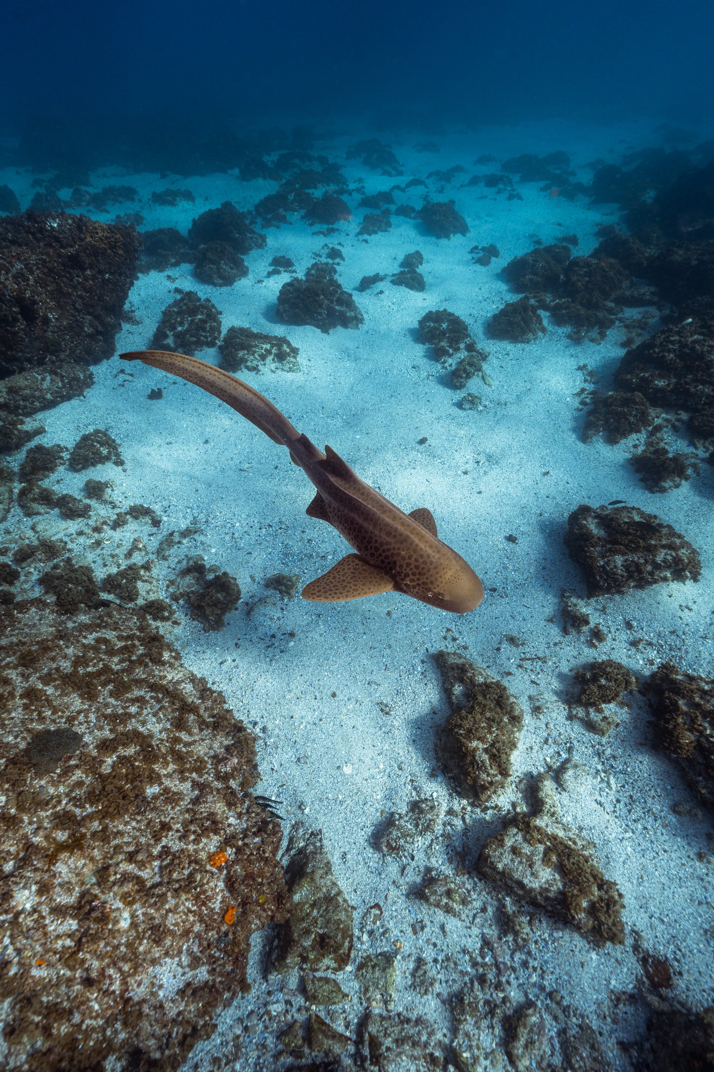 Julian Rocks Leopard Shark and Manta Ray Workshop
