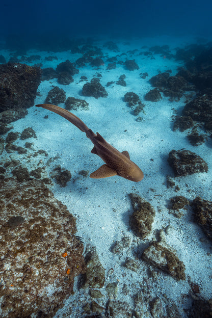 Julian Rocks Leopard Shark and Manta Ray Workshop