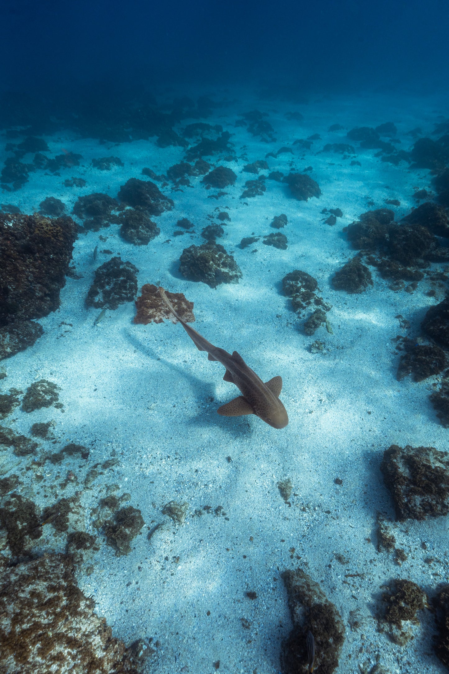 Julian Rocks Leopard Shark and Manta Ray Workshop