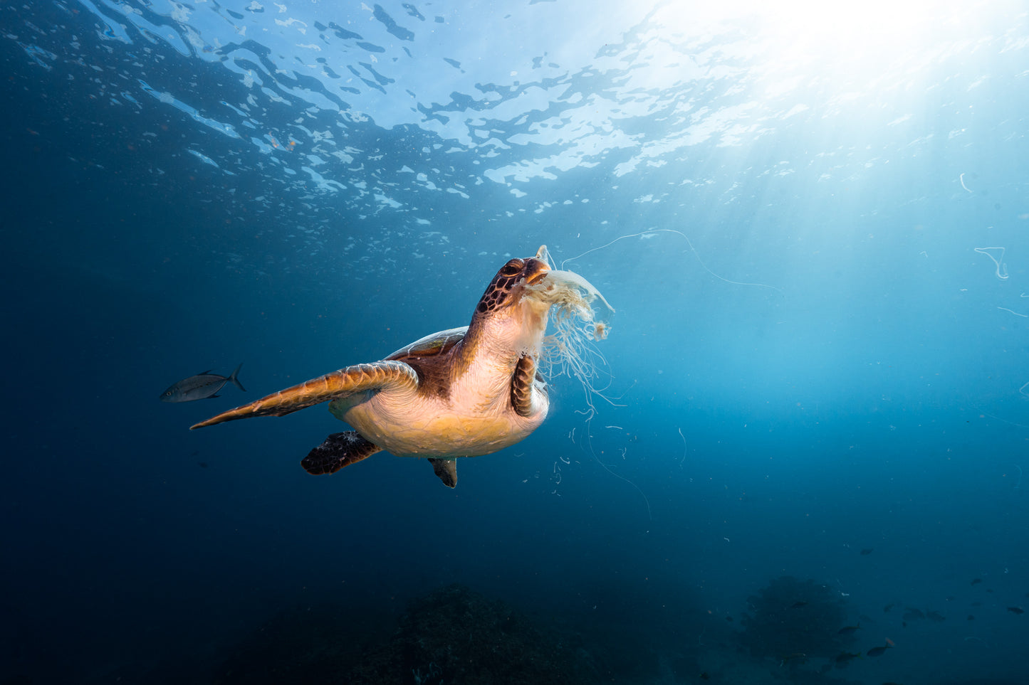 Julian Rocks Leopard Shark and Manta Ray Workshop