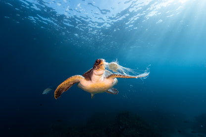 Julian Rocks Leopard Shark and Manta Ray Workshop