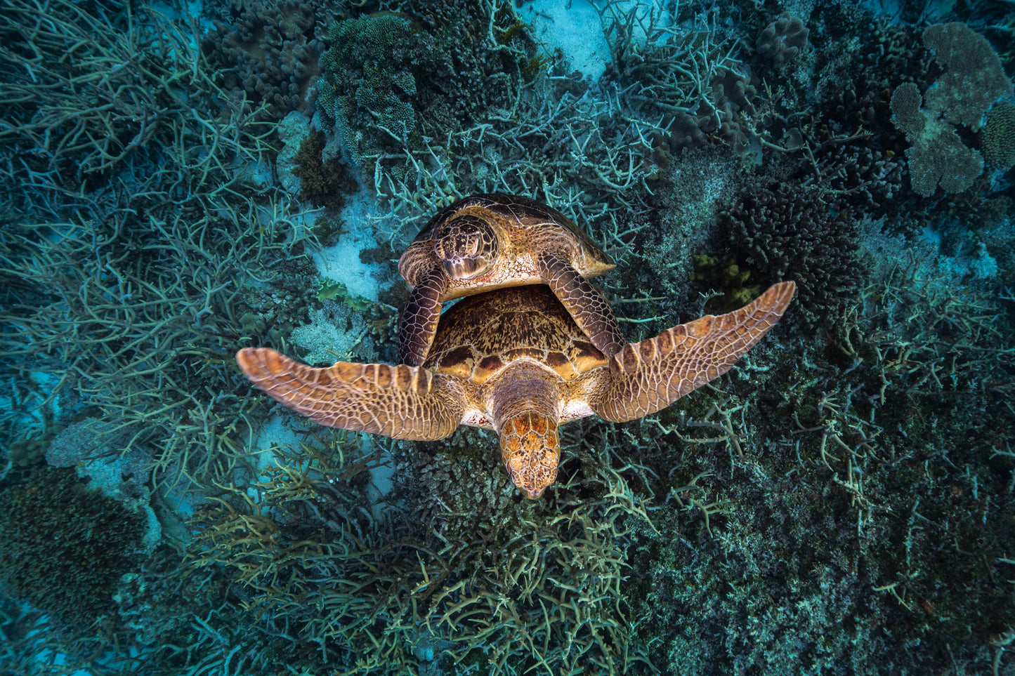 Heron Island - Turtle Nesting & Mating Workshop - 8th-14th November 2025