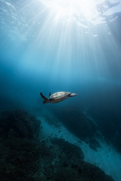 Julian Rocks Leopard Shark and Manta Ray Workshop