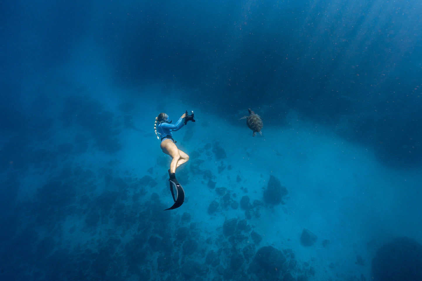 Julian Rocks Leopard Shark and Manta Ray Workshop