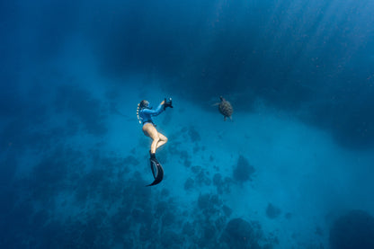 Julian Rocks Leopard Shark and Manta Ray Workshop