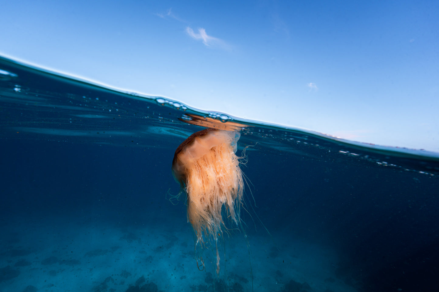 Julian Rocks Leopard Shark and Manta Ray Workshop
