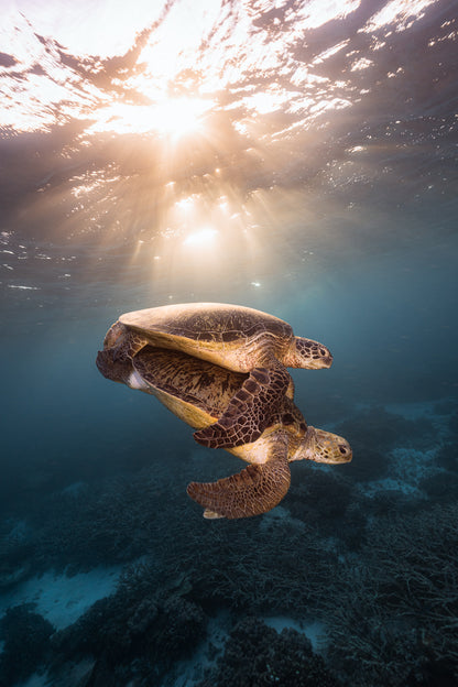 Heron Island - Turtle Nesting & Mating Workshop - 8th-14th November 2025