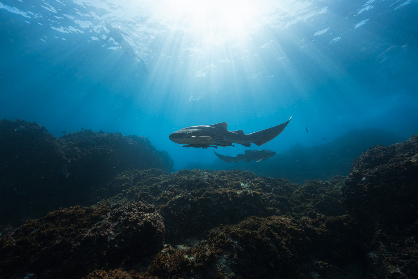 Julian Rocks Leopard Shark and Manta Ray Workshop