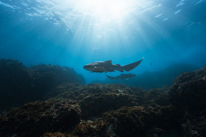 Julian Rocks Leopard Shark and Manta Ray Workshop