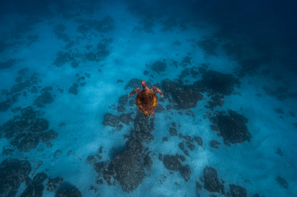 Julian Rocks Leopard Shark and Manta Ray Workshop