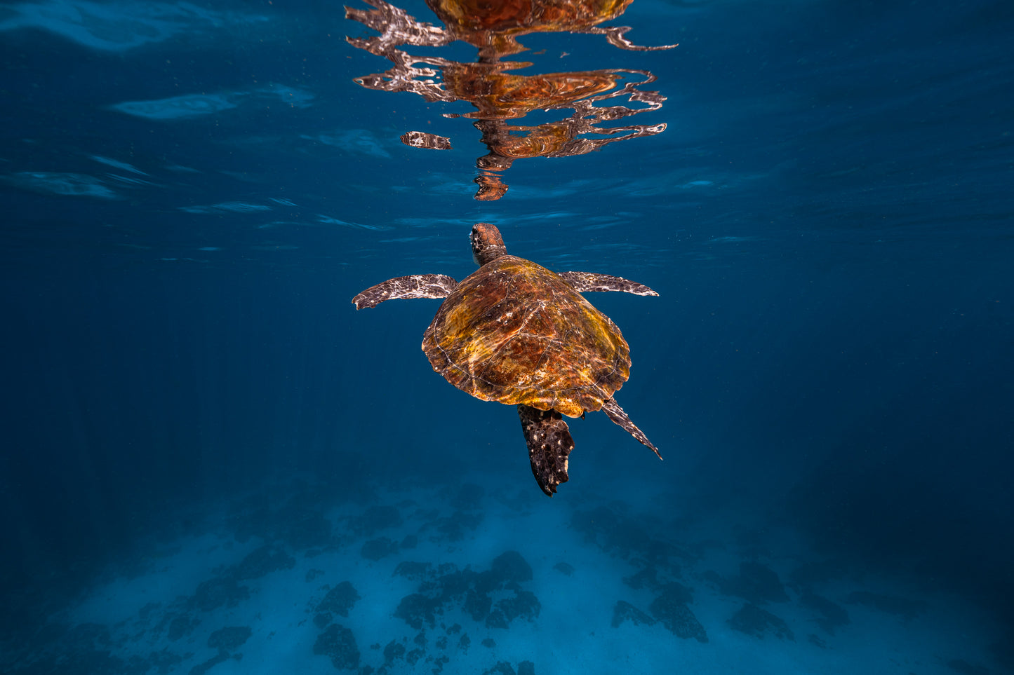 Julian Rocks Leopard Shark and Manta Ray Workshop