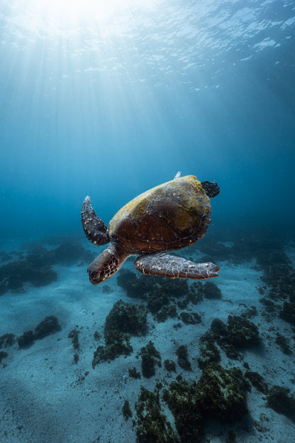 Julian Rocks Leopard Shark and Manta Ray Workshop