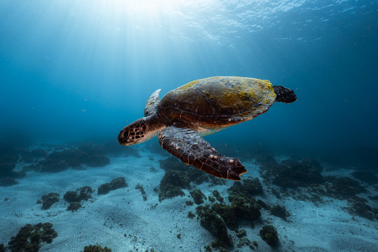 Julian Rocks Leopard Shark and Manta Ray Workshop