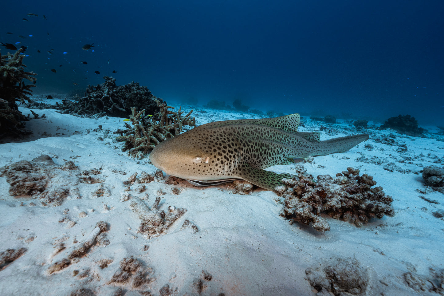 Lady Elliot Island Turtle Hatchling Expedition - February 2026