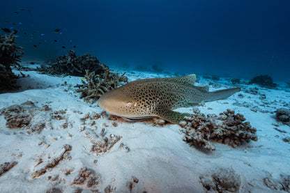 Lady Elliot Island Turtle Hatchling Expedition - February 2026