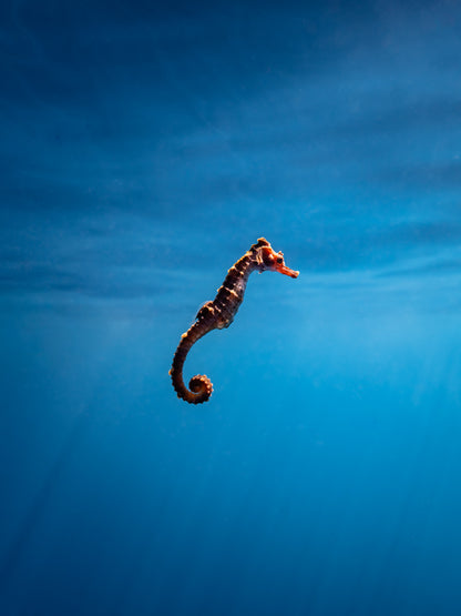 Baja Mobulas and Cetaceans Workshop 2026