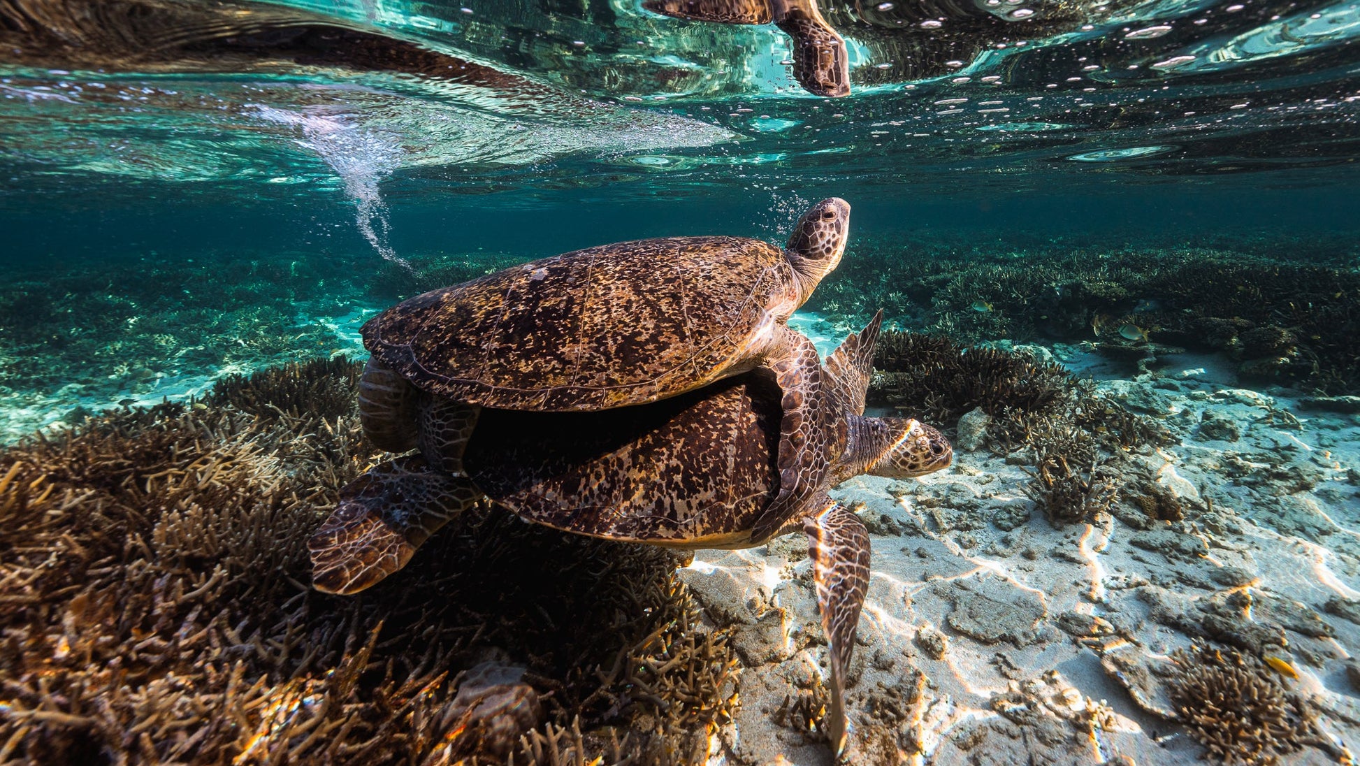 Two turtles swimming near a coral reef with a person observing from above.