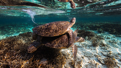 Two turtles swimming near a coral reef with a person observing from above.