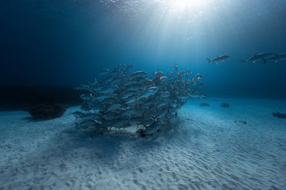 Lady Elliot Island Turtle Hatchling Expedition - February 2026
