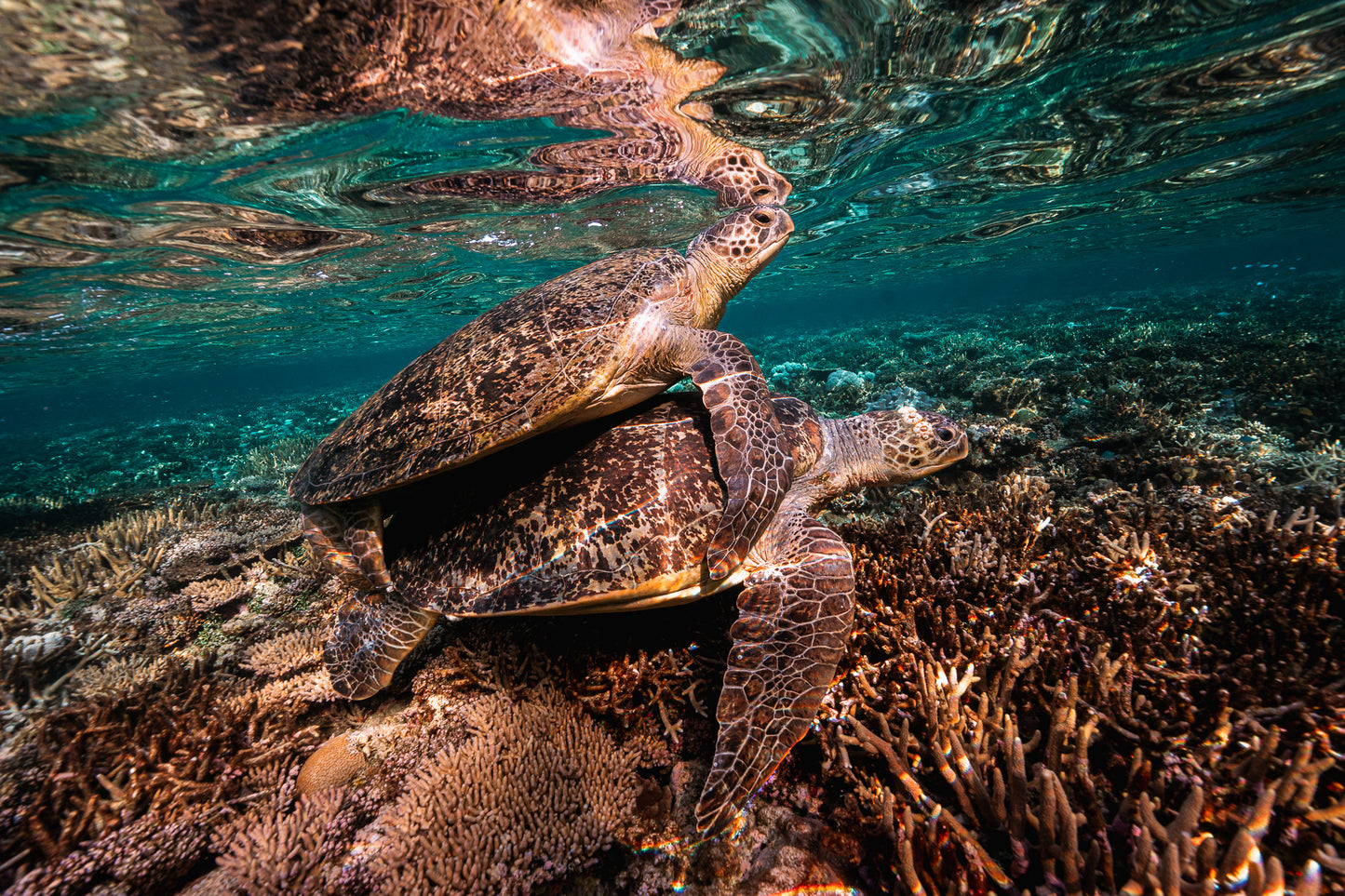 Heron Island - Turtle Nesting & Mating Workshop - 8th-14th November 2025