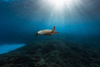 Lady Elliot Island Photography Workshop - July 2026