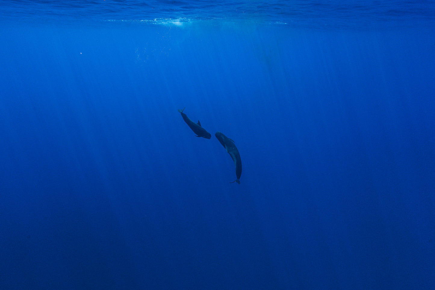 Mo'orea Whale Retreat 2026