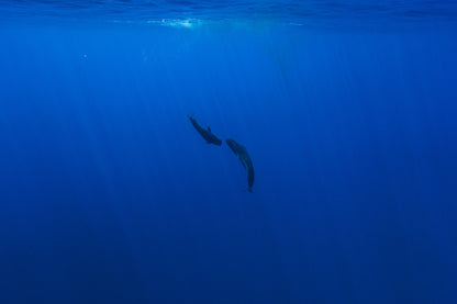 Mo'orea Whale Retreat 2026