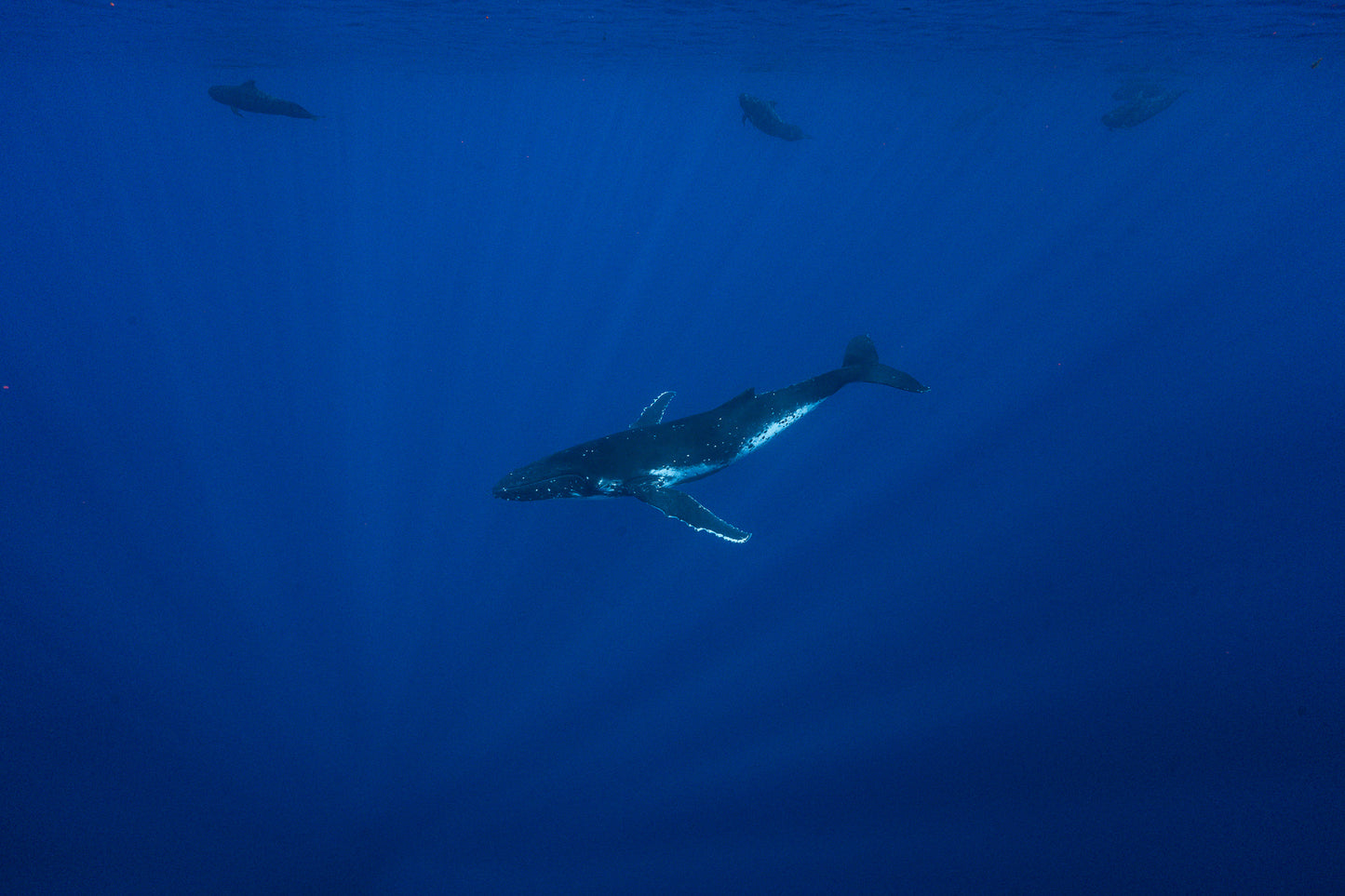 Mo'orea Whale Retreat 2026