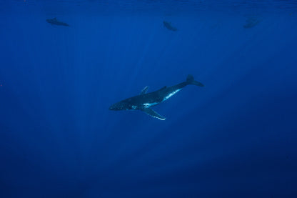 Mo'orea Whale Retreat 2026