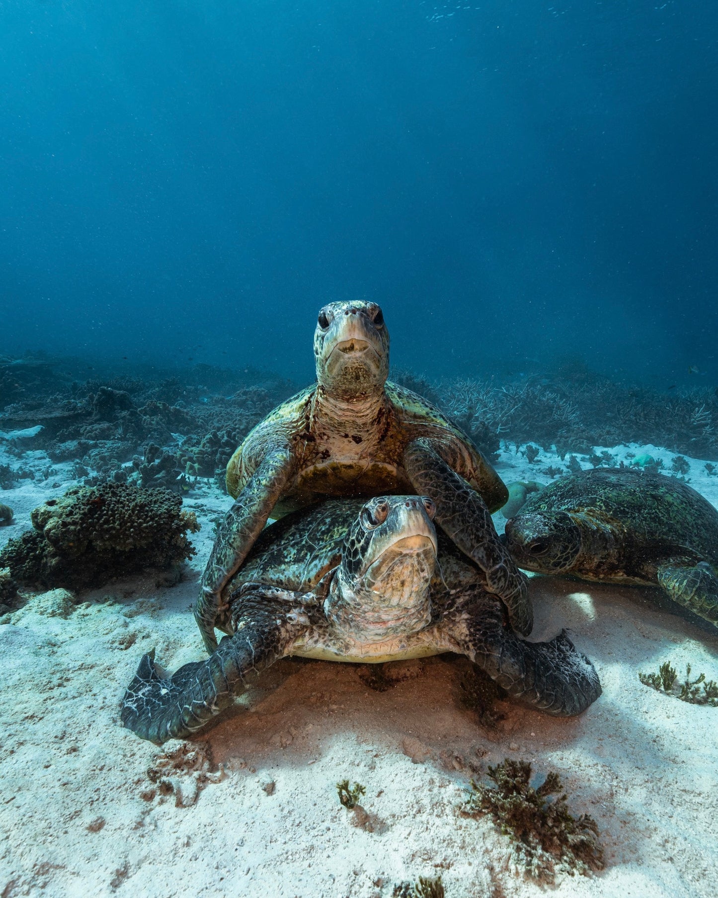 Heron Island - Turtle Nesting & Mating Workshop - 8th-14th November 2025