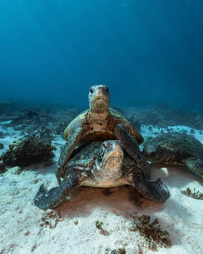 Heron Island - Turtle Nesting & Mating Workshop - 8th-14th November 2025