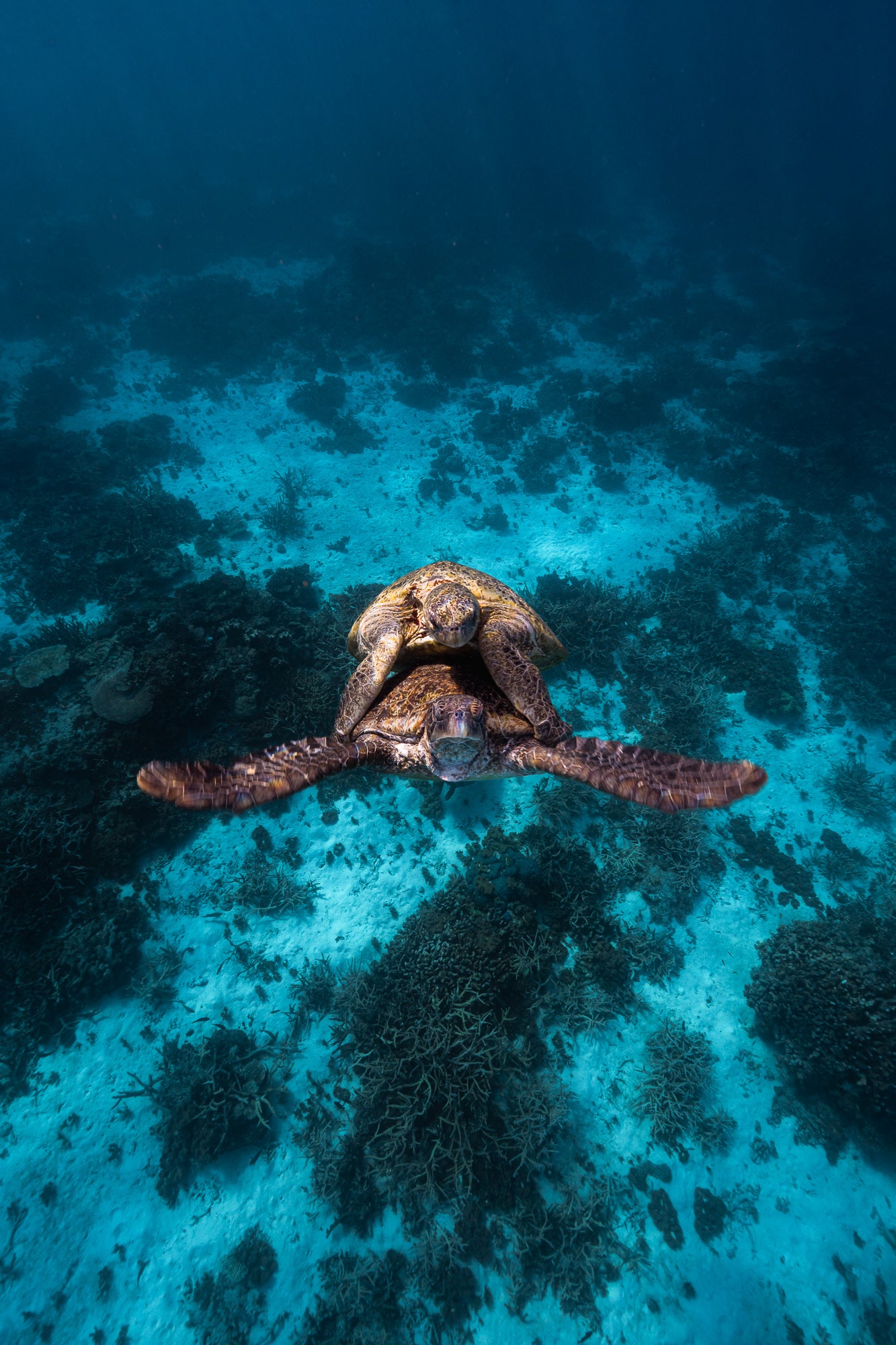 Heron Island - Turtle Nesting & Mating Workshop - 8th-14th November 2025