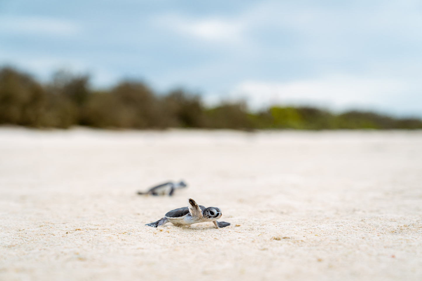 Lady Elliot Island Photography Workshop - November 2025