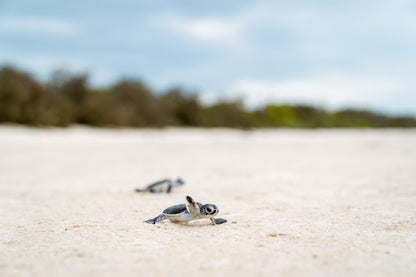 Lady Elliot Island Photography Workshop - November 2025