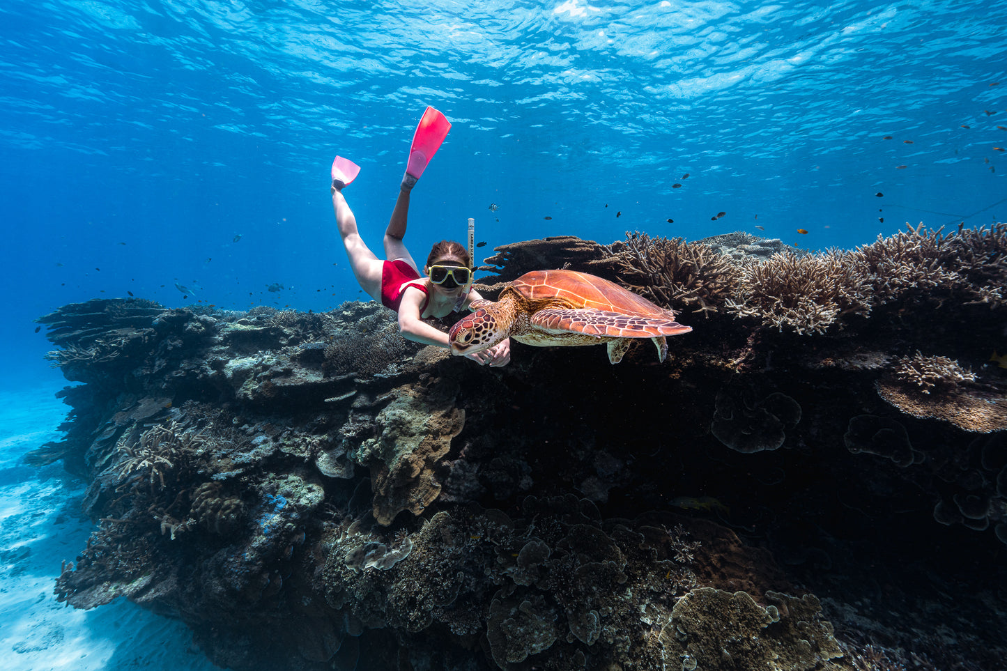 Lady Elliot Island Photography Workshop - November 2025