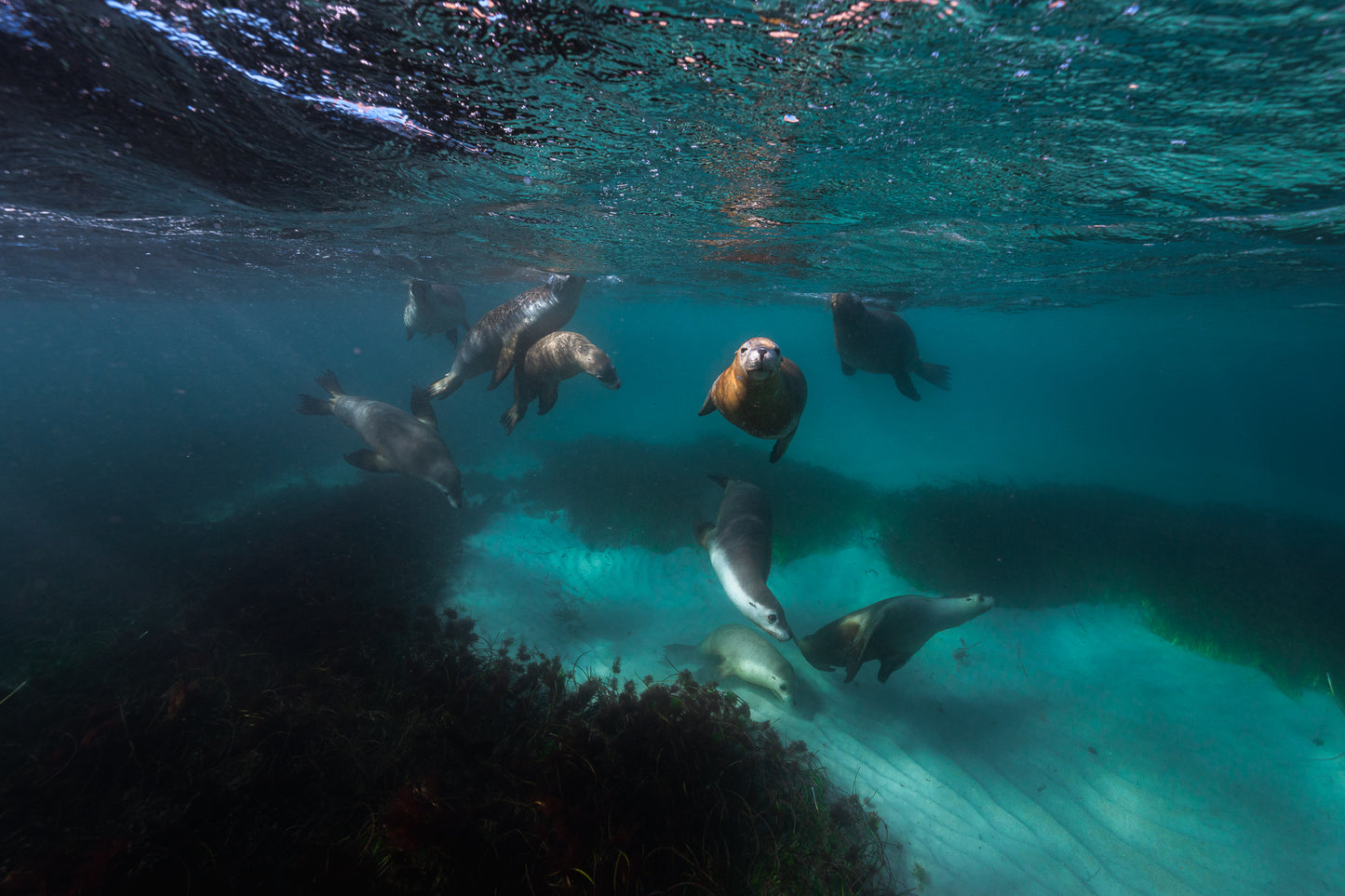 Kangaroo Island - The Australian Galapagos Workshop - May 2026