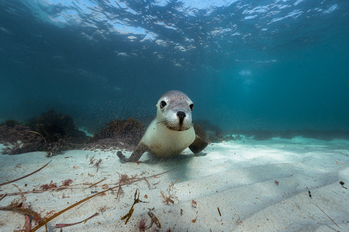Kangaroo Island - The Australian Galapagos Workshop - May 2026