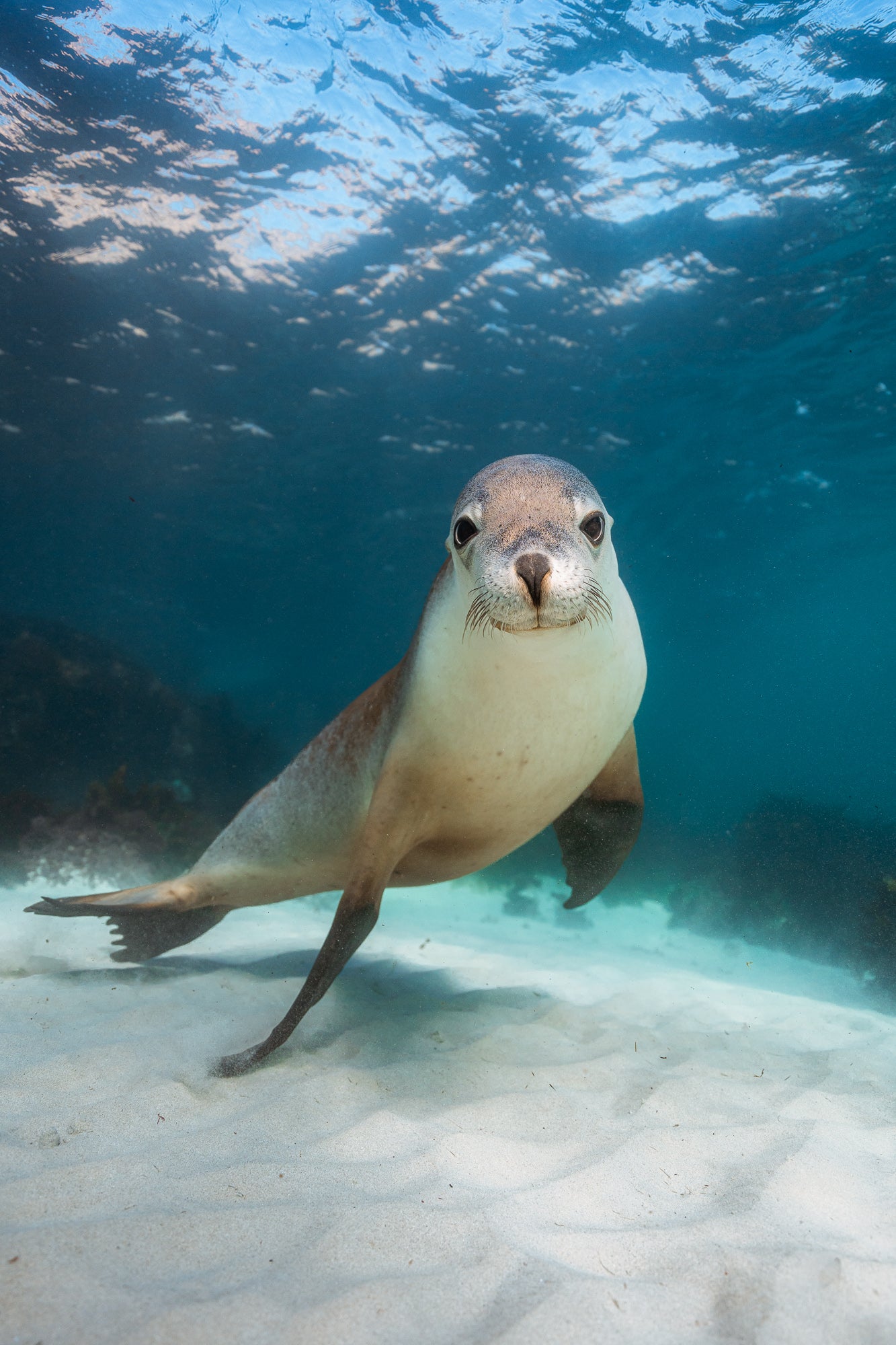 Kangaroo Island - The Australian Galapagos Workshop - May 2026